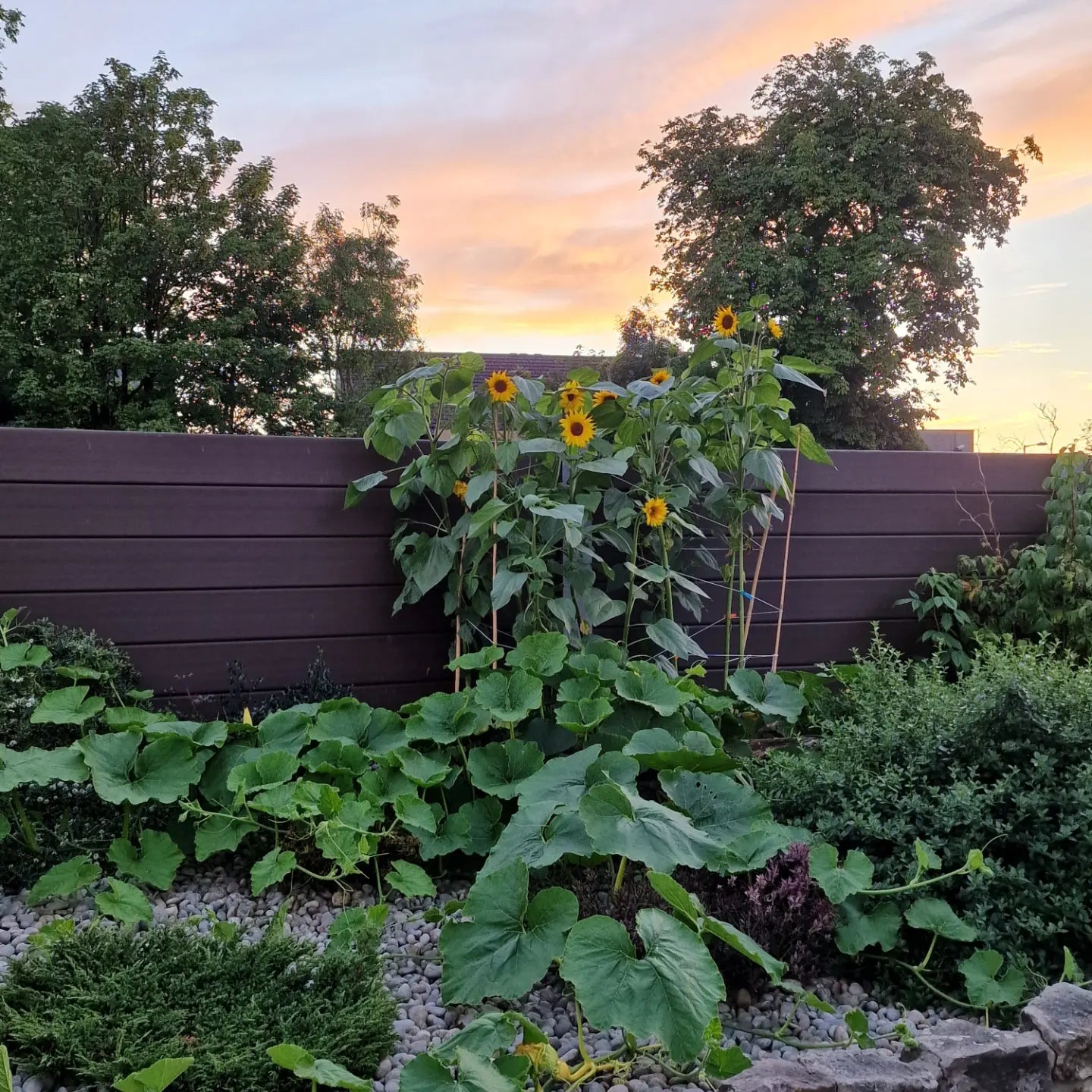 Sunflower seed (mixed giants)