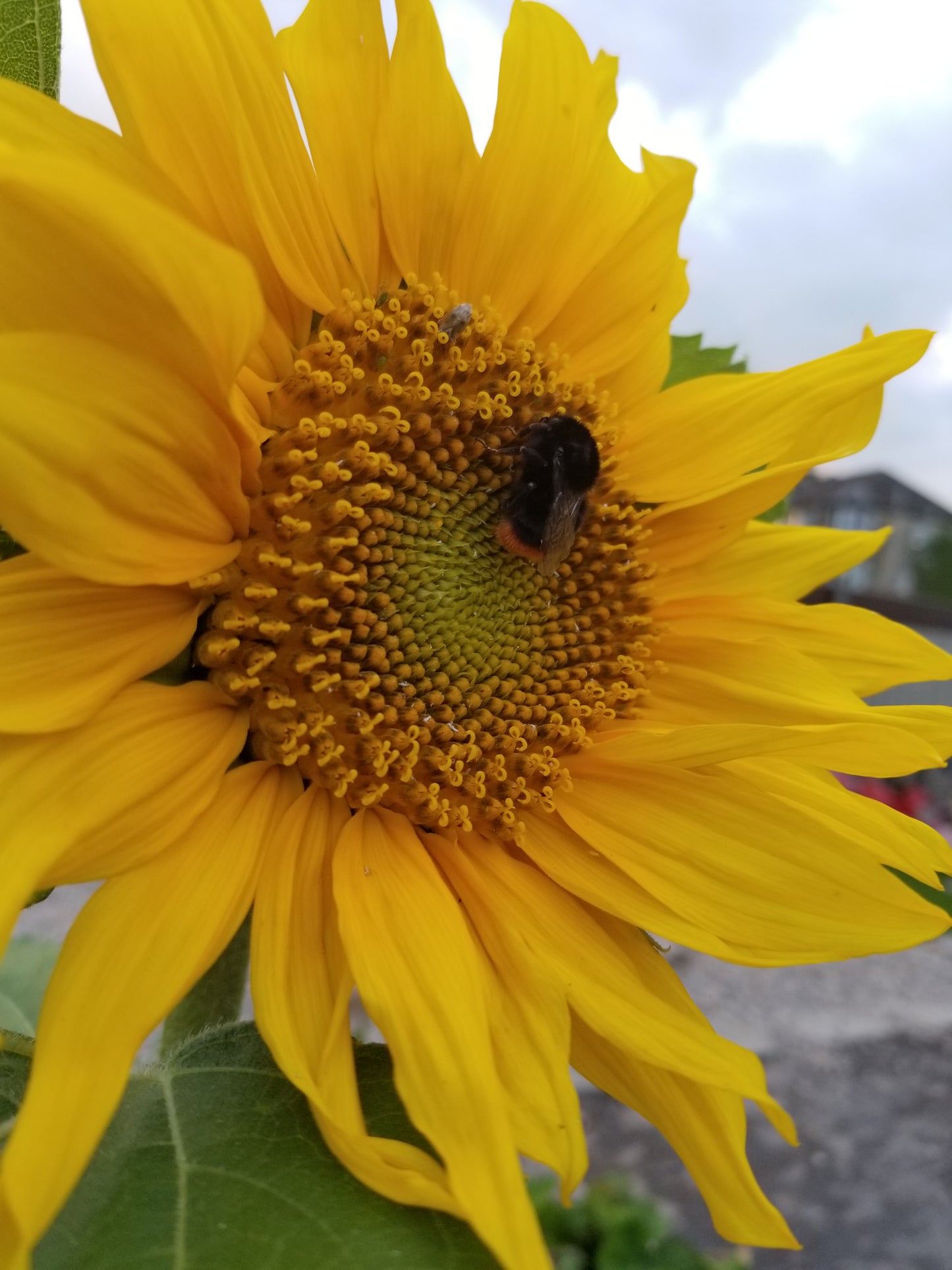 Sunflower seed (mixed giants)