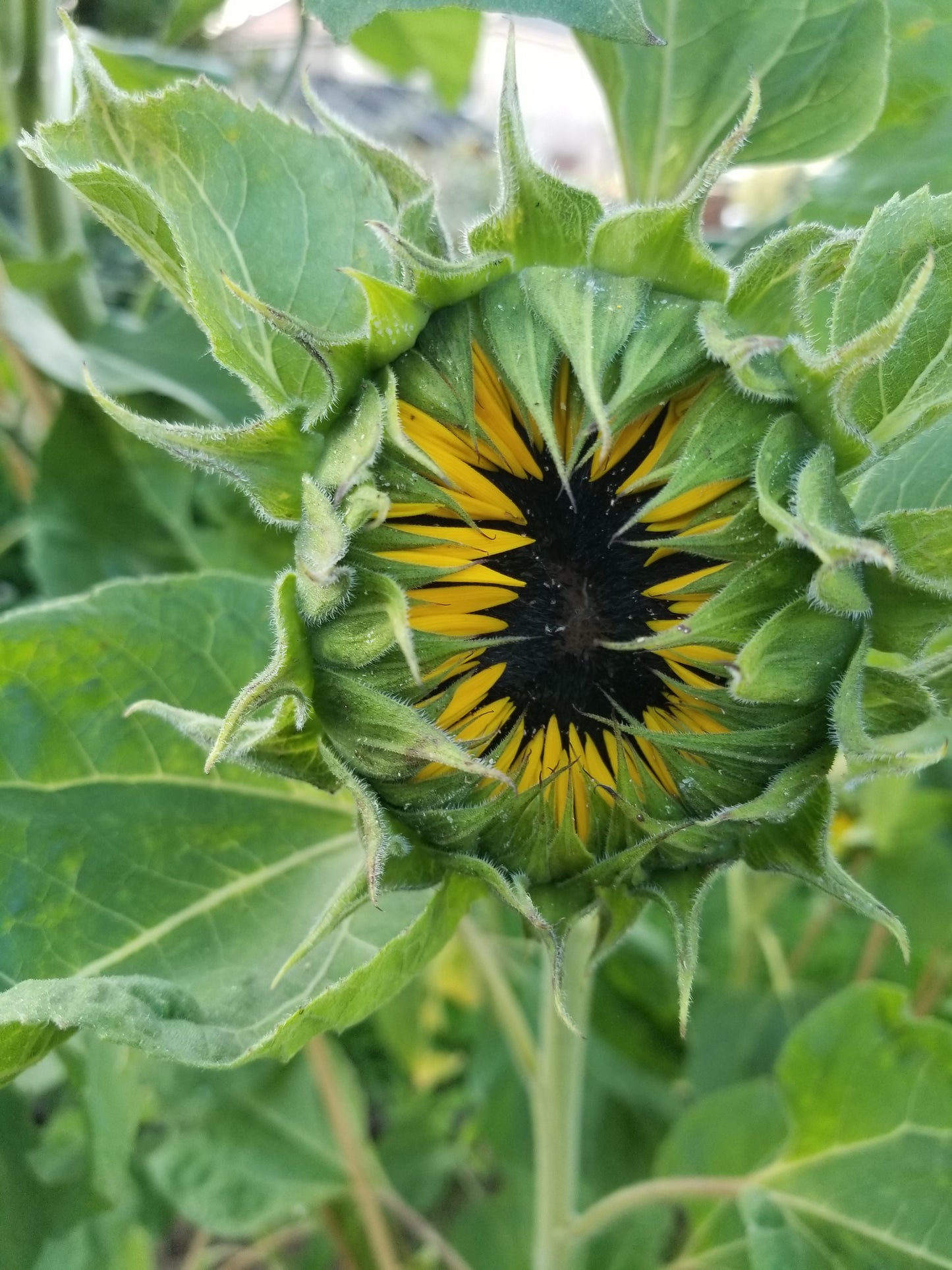 Sunflower seed (mixed giants)