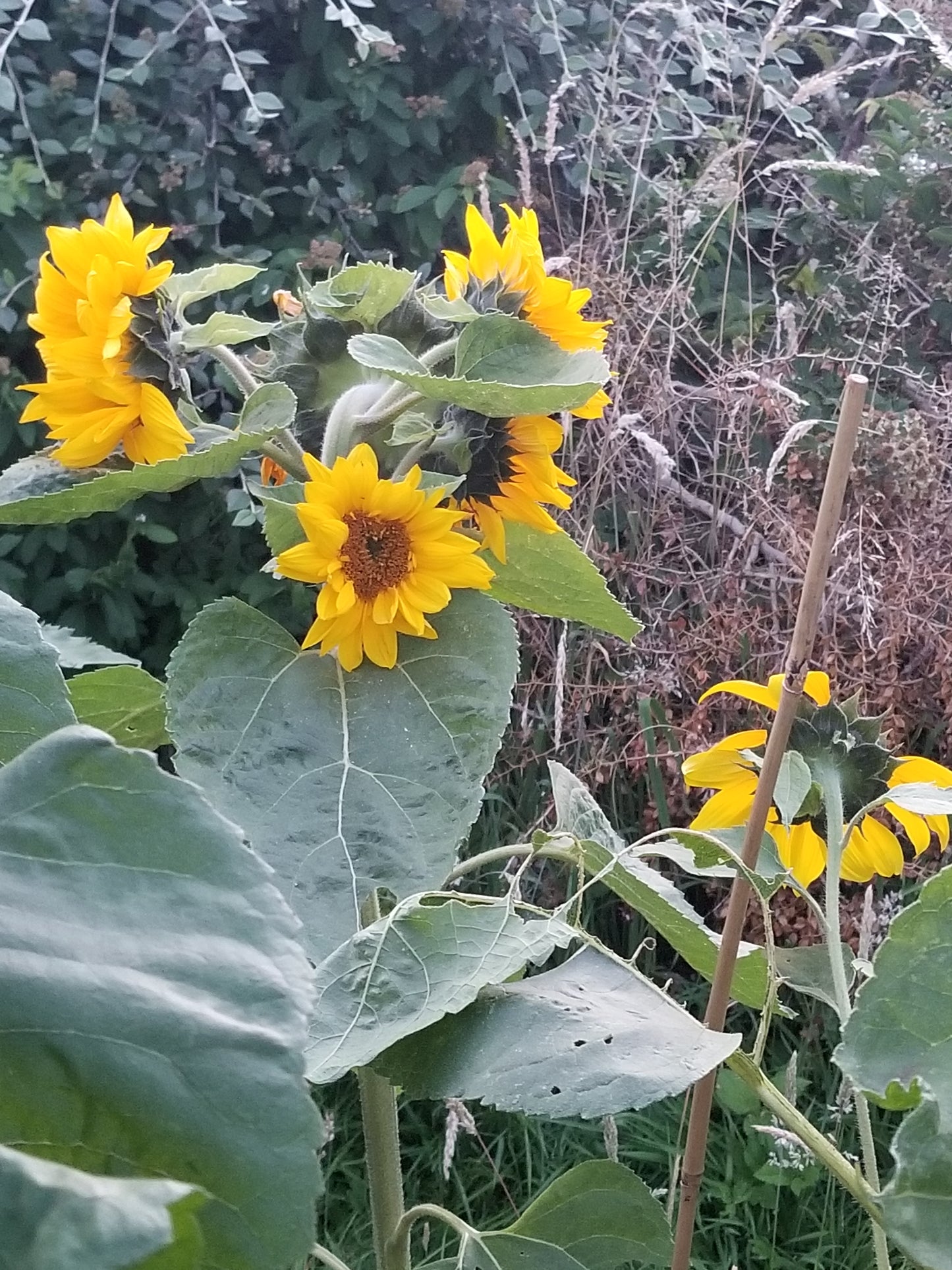 Sunflower seed (mixed giants)