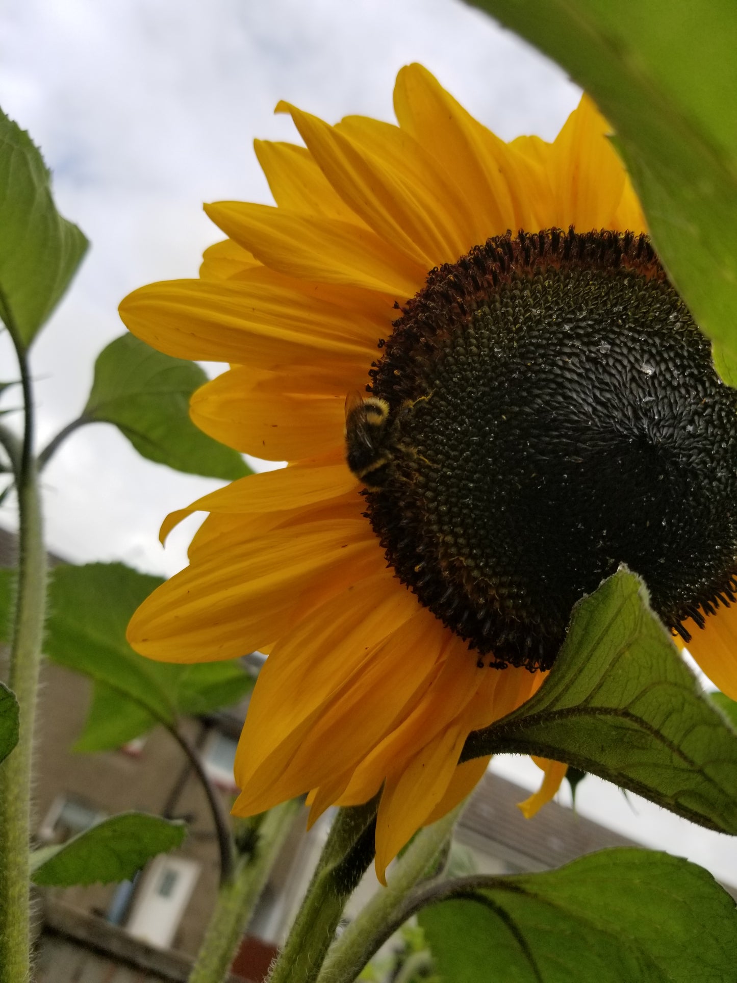 Sunflower seed (mixed giants)