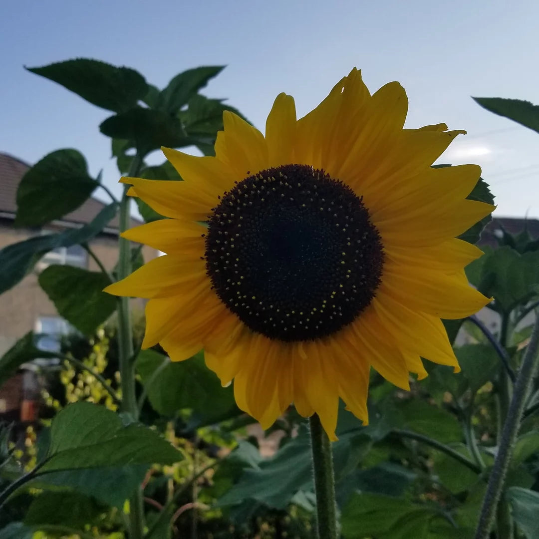 Sunflower seed (mixed giants)