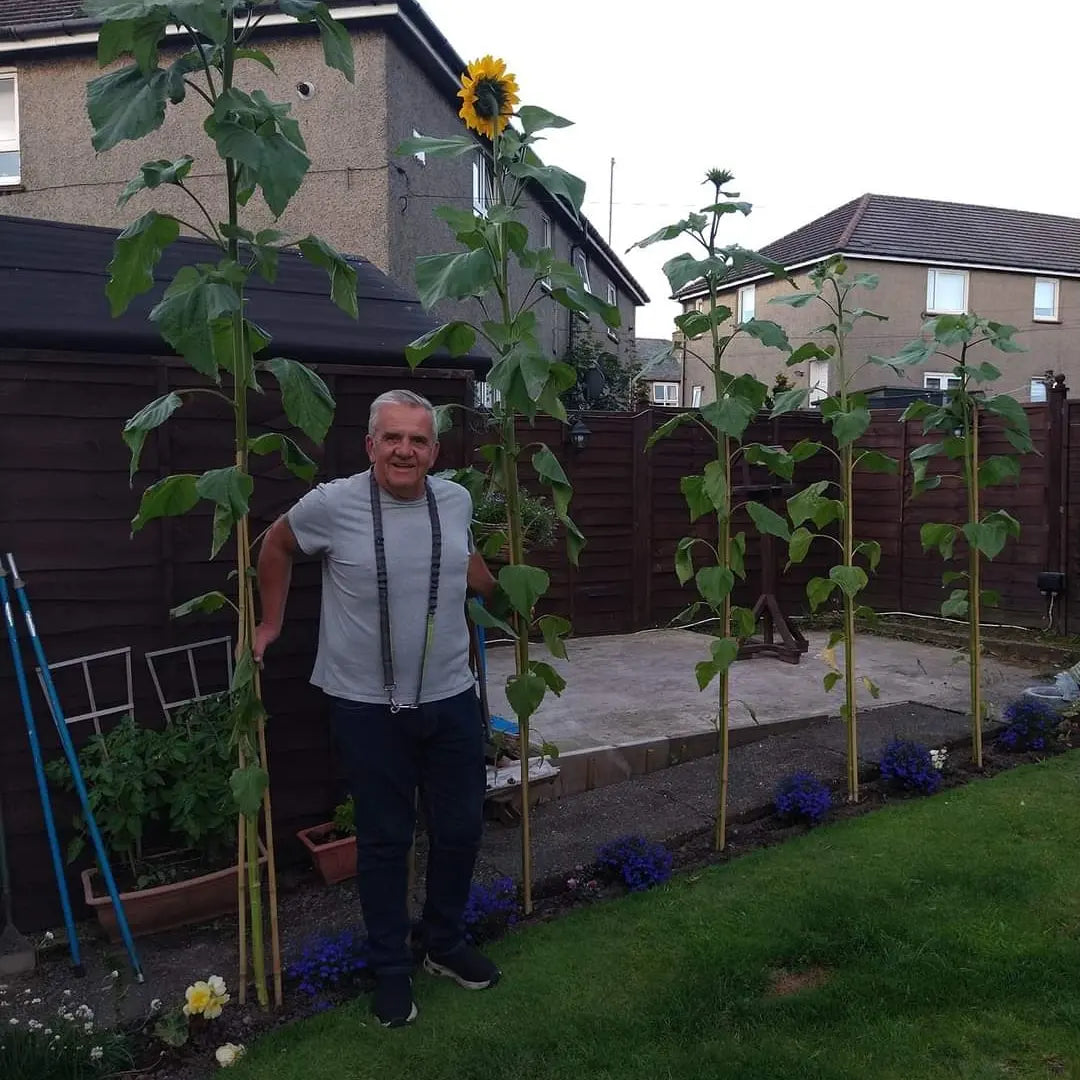 Sunflower seed (mixed giants)
