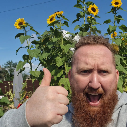 Sunflower seed (mixed giants)