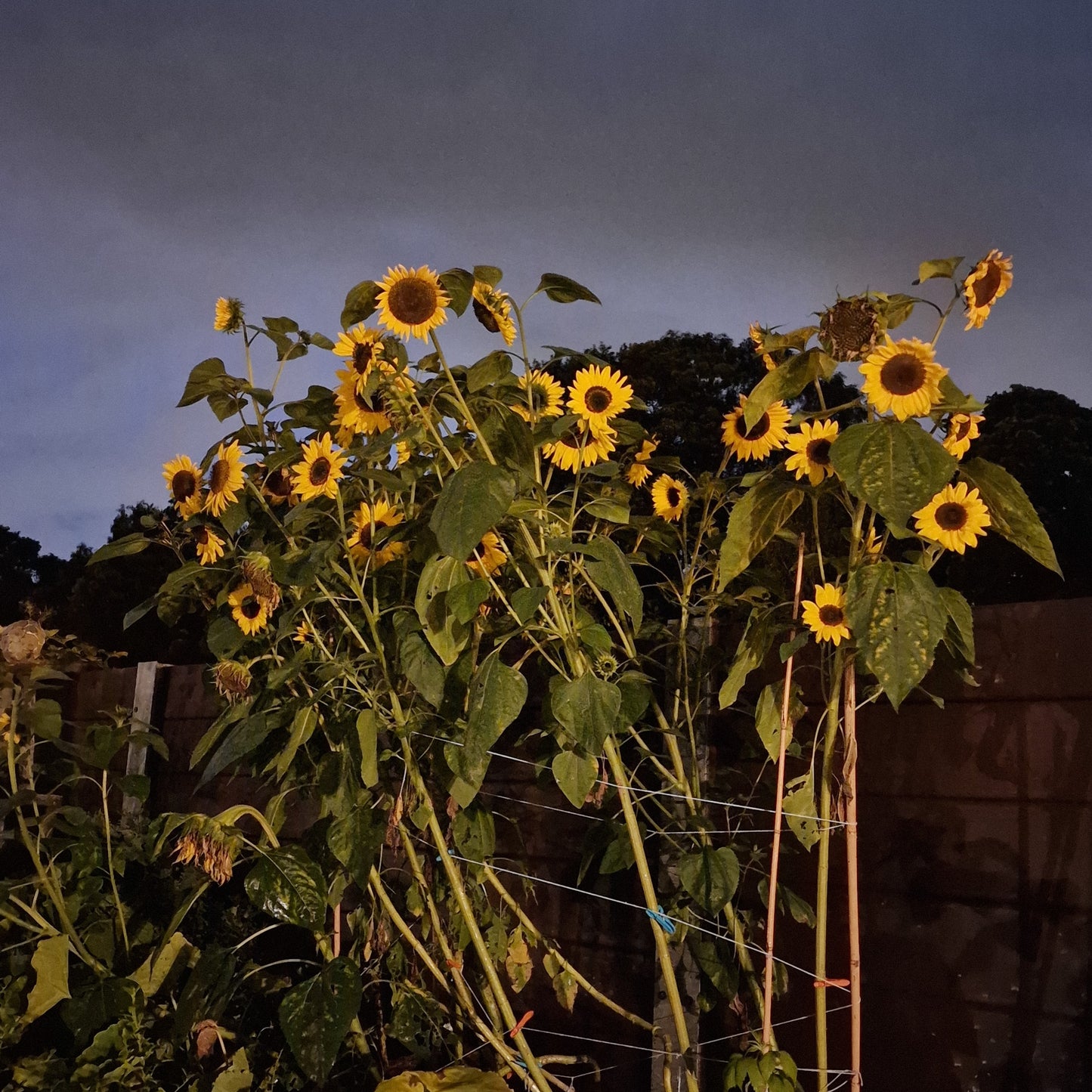 Sunflower seed (mixed giants)