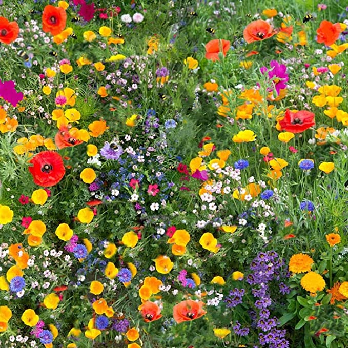 WILDFLOWER MIX - SELLING OUT FAST!