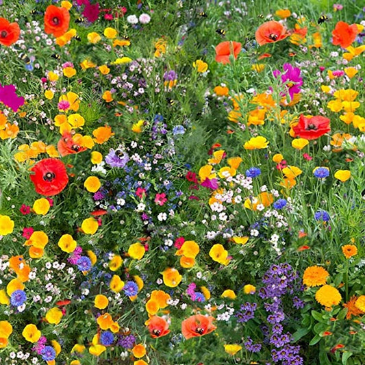 WILDFLOWER MIX - SELLING OUT FAST!